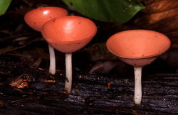 fungus, pink cups by Fred Atwood
