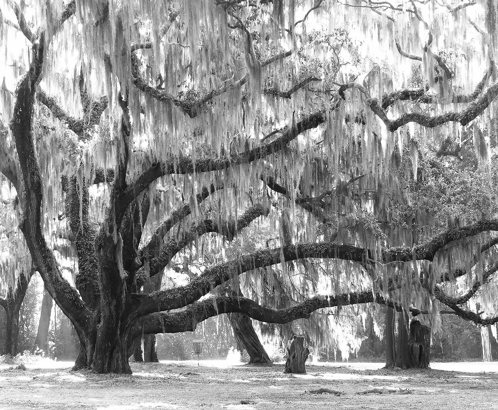 Gascoigne Oak