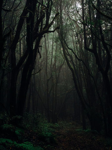 dark, gloomy forest