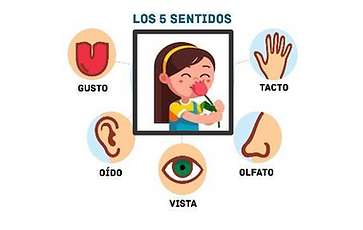 5senses2.png