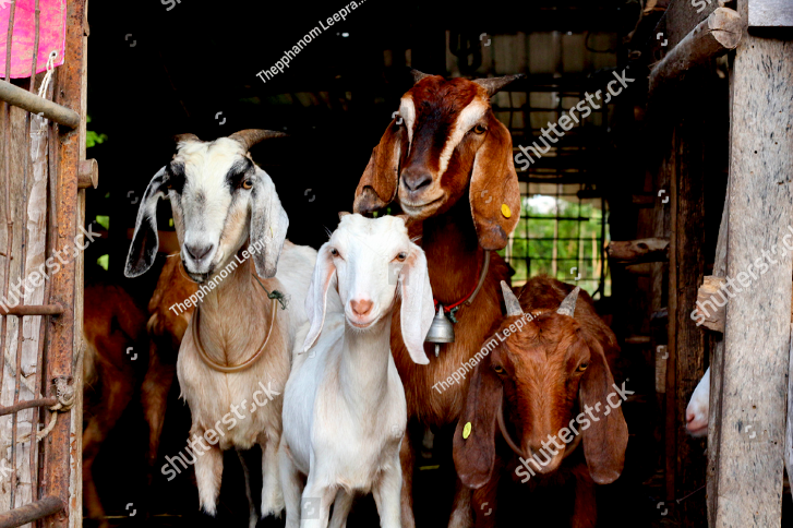 Thumbnail: top quality Goat Meat