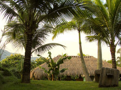 Frente