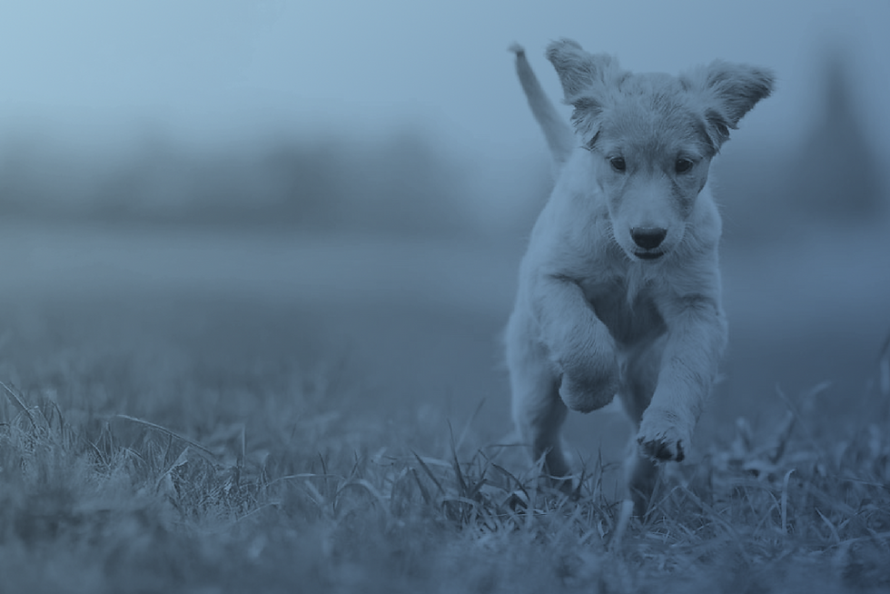 Unsere Philosophie Danou.png