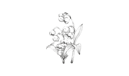 lilies