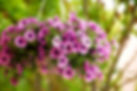 purple petunia flowers in the garden in Spring time_edited.jpg