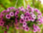 purple petunia flowers in the garden in Spring time_edited_edited.jpg