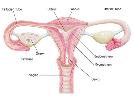 7 Reproductive Health Facts Every Woman Should Know