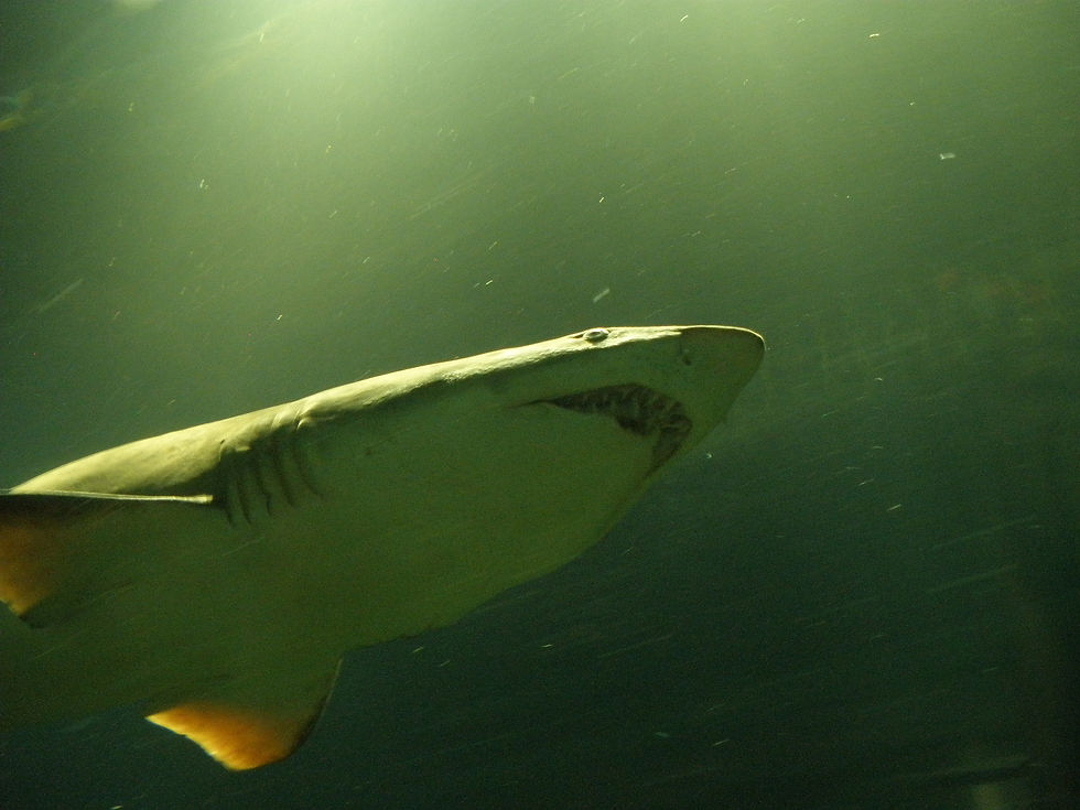 Hunting in Lagoon Depths