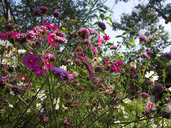 Cosmos & Verbena