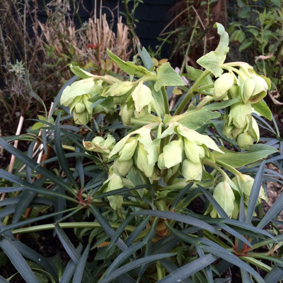 Helleborus Foetidis