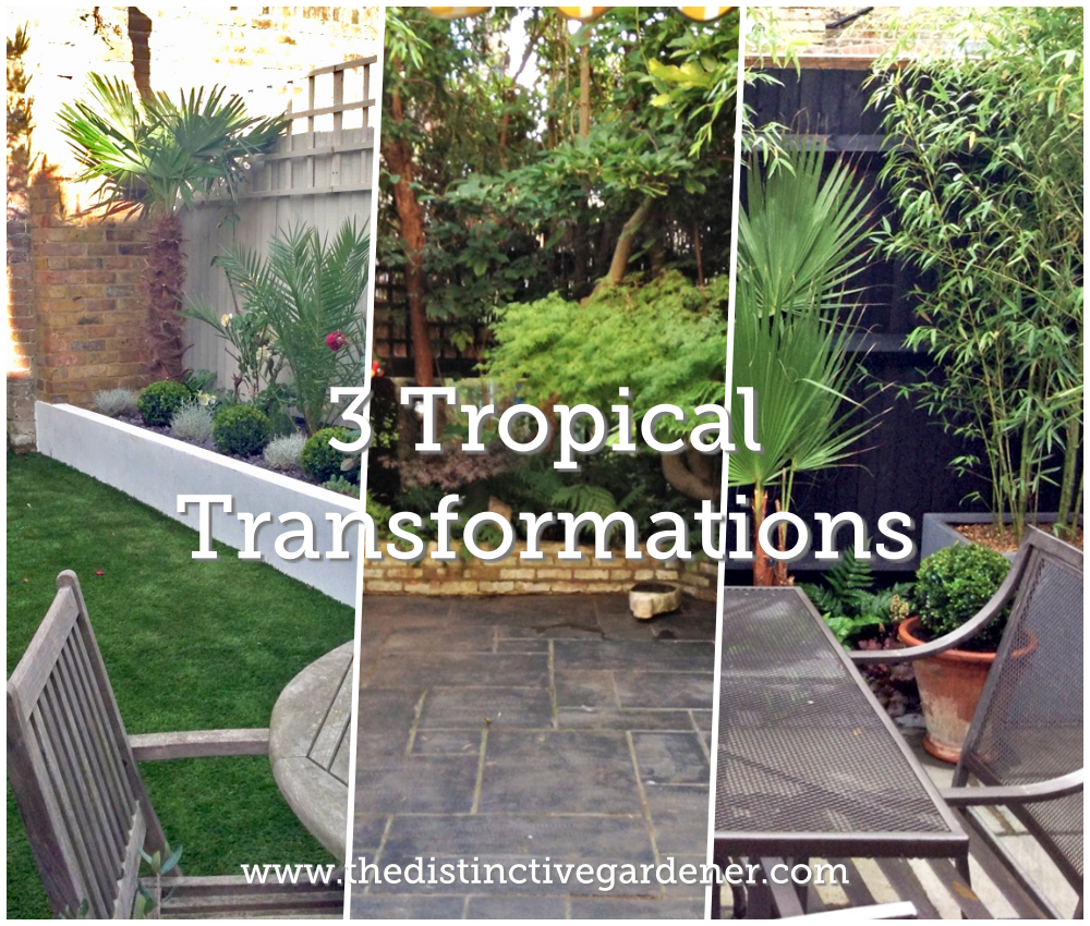 3 tropical garden transformations by the Distinctive Gardener