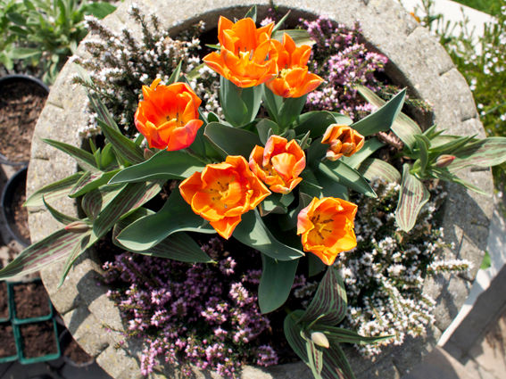Tulips - Distinctive Gardener