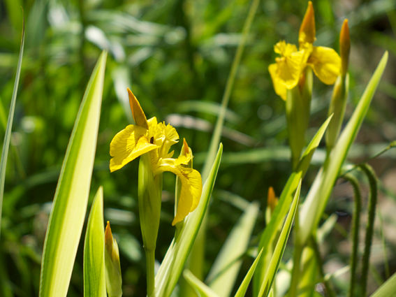Iris - Distinctive Gardener