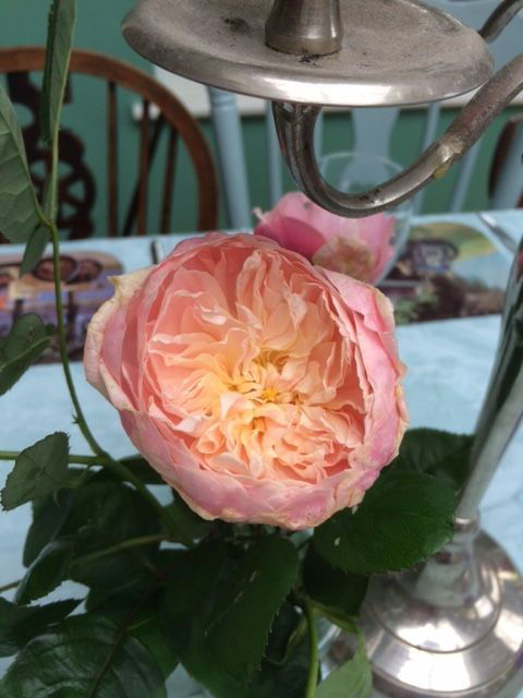 Rose - Distinctive Gardener