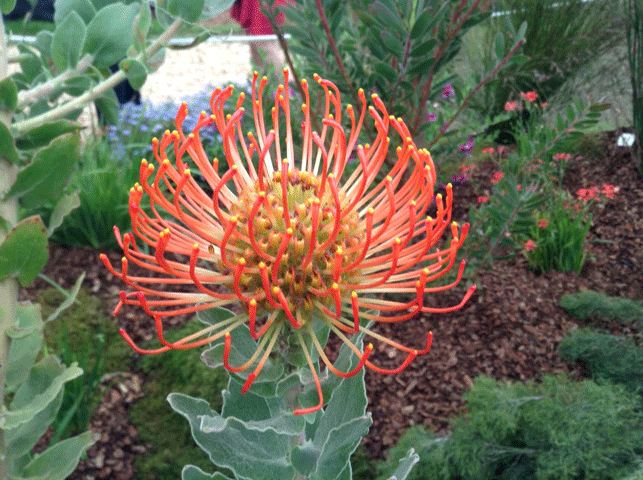 Chelsea Flower Show 2016: Leucospermum Cordifolium orange flower