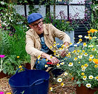 Nick at work, pruning in his garden