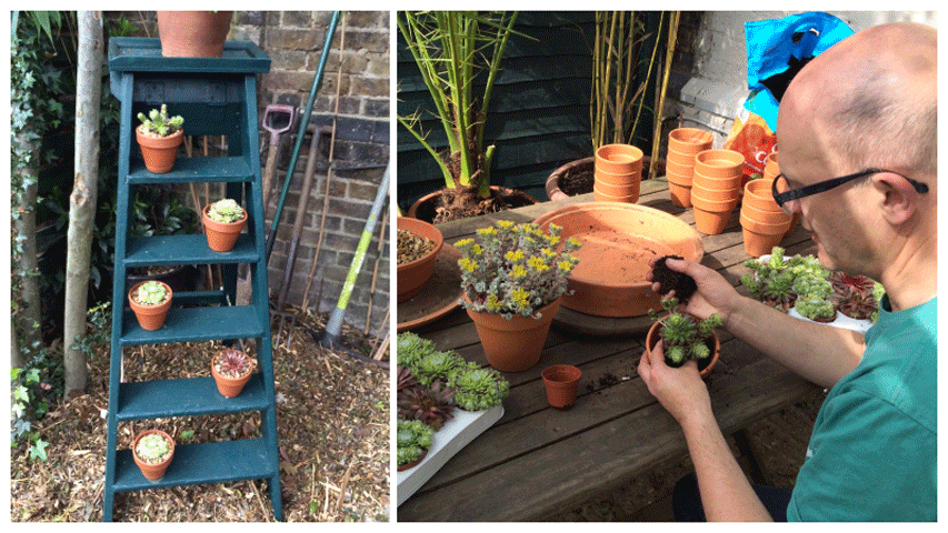 Planting Succulents