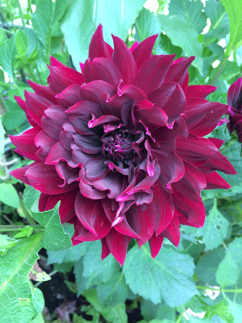 The Distinctive Gardener - Dahlia Rip City