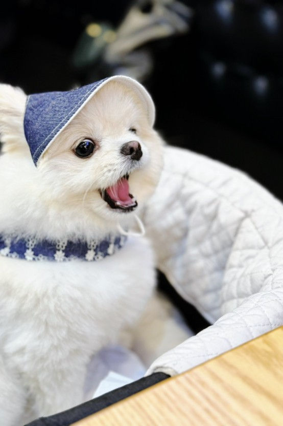 Daegu's 2024 Pet Festival!  Everything you need to know for your four-legged friends!  [Recap] 