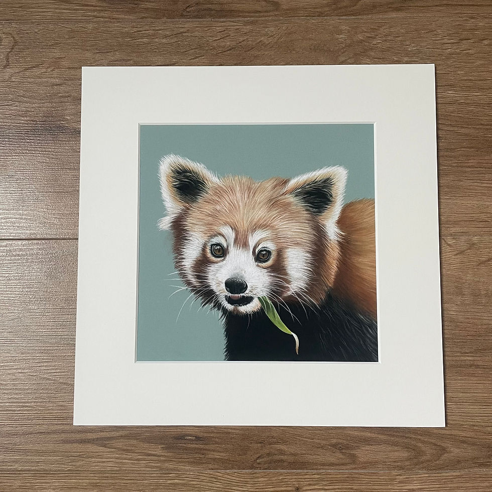 Thumbnail: Red Panda Mounted Art Print