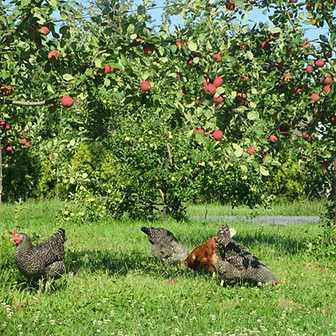 Verger-pature_poules.png