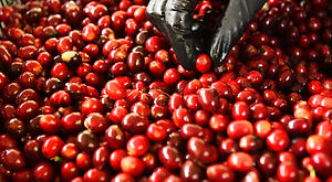 close up of fresh coffee beans for background .jpg