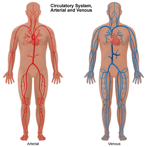 Resultado de imagen para circulatory system gif