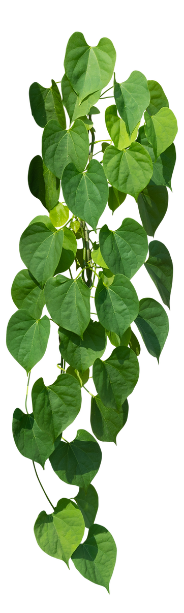 Planta e folhas verdes