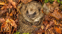igel-winterschlaf.jpg