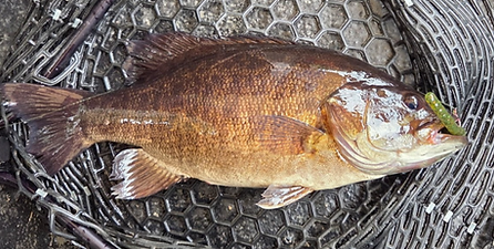 Small mouth bass.png