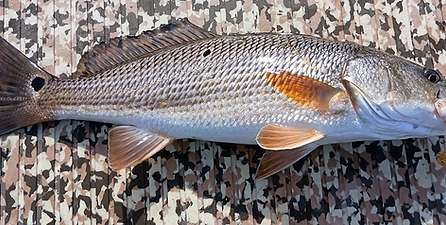 Red Drum 1.png