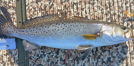 Spotte Sea Trout Red Tag.png