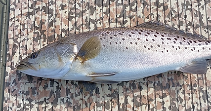 Spotted Sea Trout 1.png