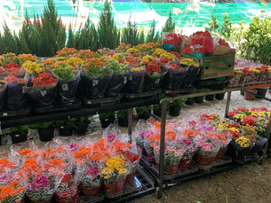 Festival Flores de Holambra realiza edição especial de Dia das Mães em dois pontos do Recife