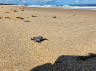Nascimento de tartarugas marinhas encanta a Praia do Paiva