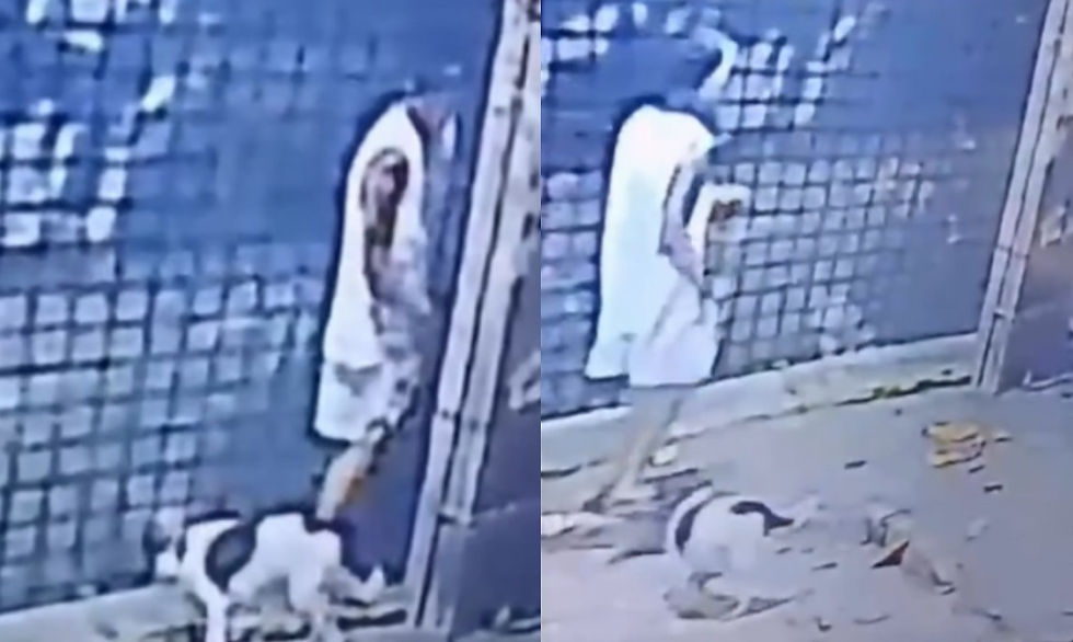 Câmeras flagram homem abandonando animal em poste, em Jaboatão dos Guararapes