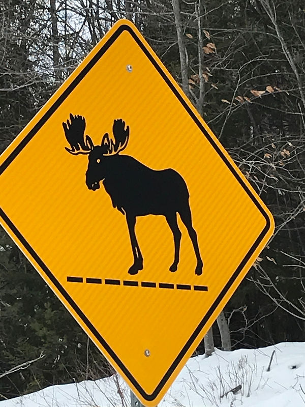 Moose Prefers To Walk On The Dotted Line.jpeg