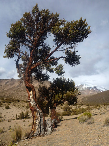 Queñua tree