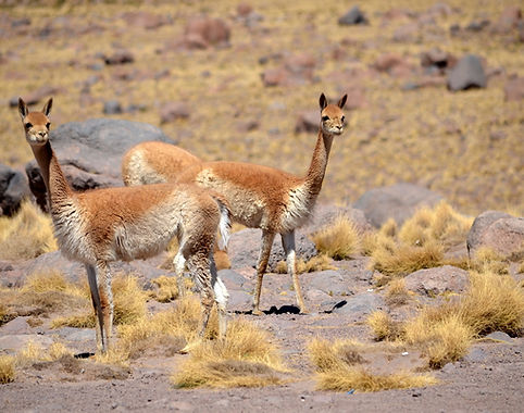 Vicuñas Bolivia