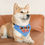 Thumbnail: Rye Gill Treat Co. Pet Bandana Collar