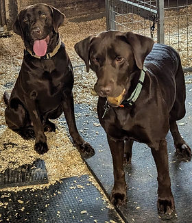 Labrador Retrievers | Break of Dawn Kennel