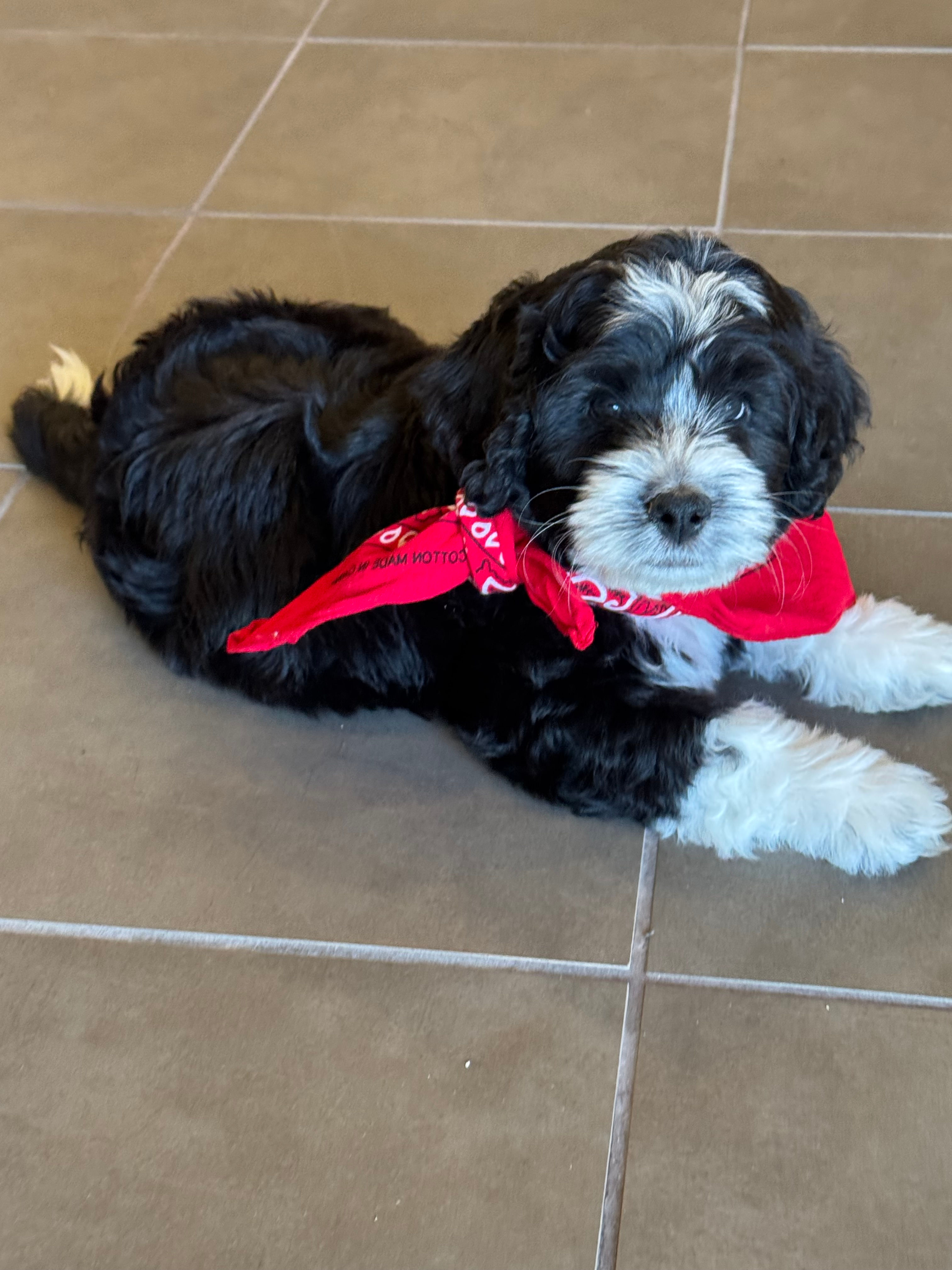 Marshall- Male Black with white