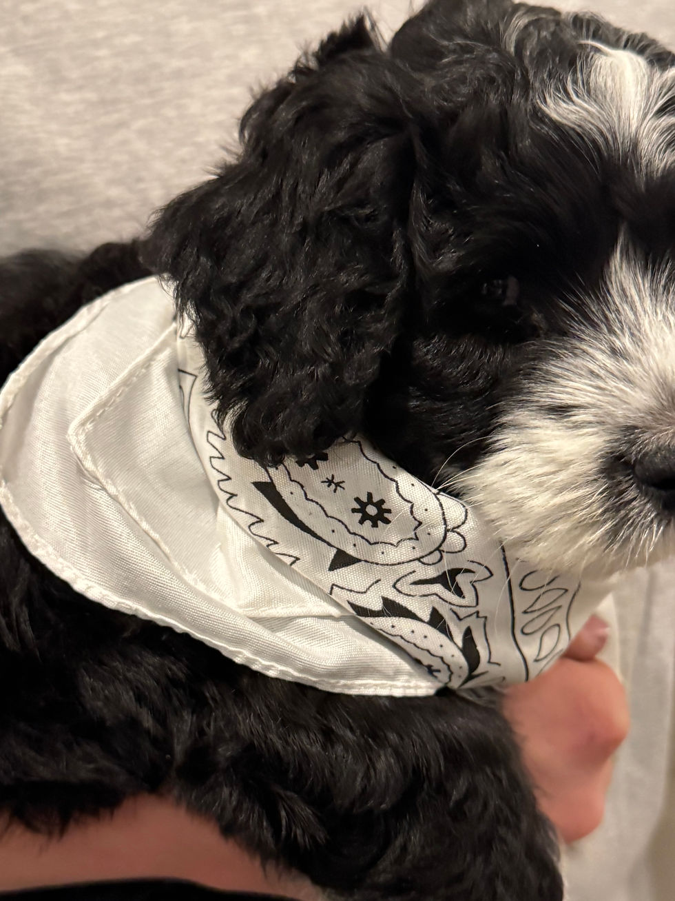 Thumbnail: Marshall- Male Black with white