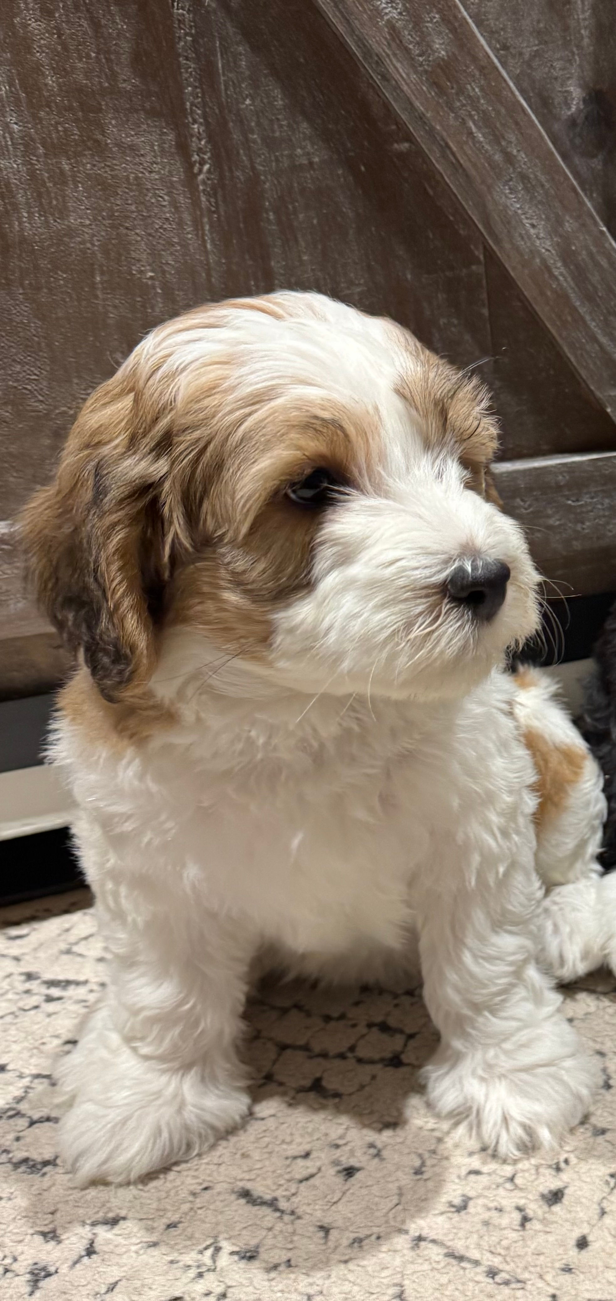 Liberty - tri color female