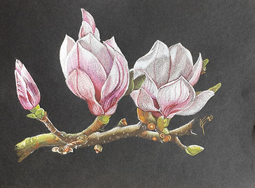magnolia, coloured pencils, kleurpotlood