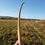 Thumbnail: Yew English Longbow - 45 lbs