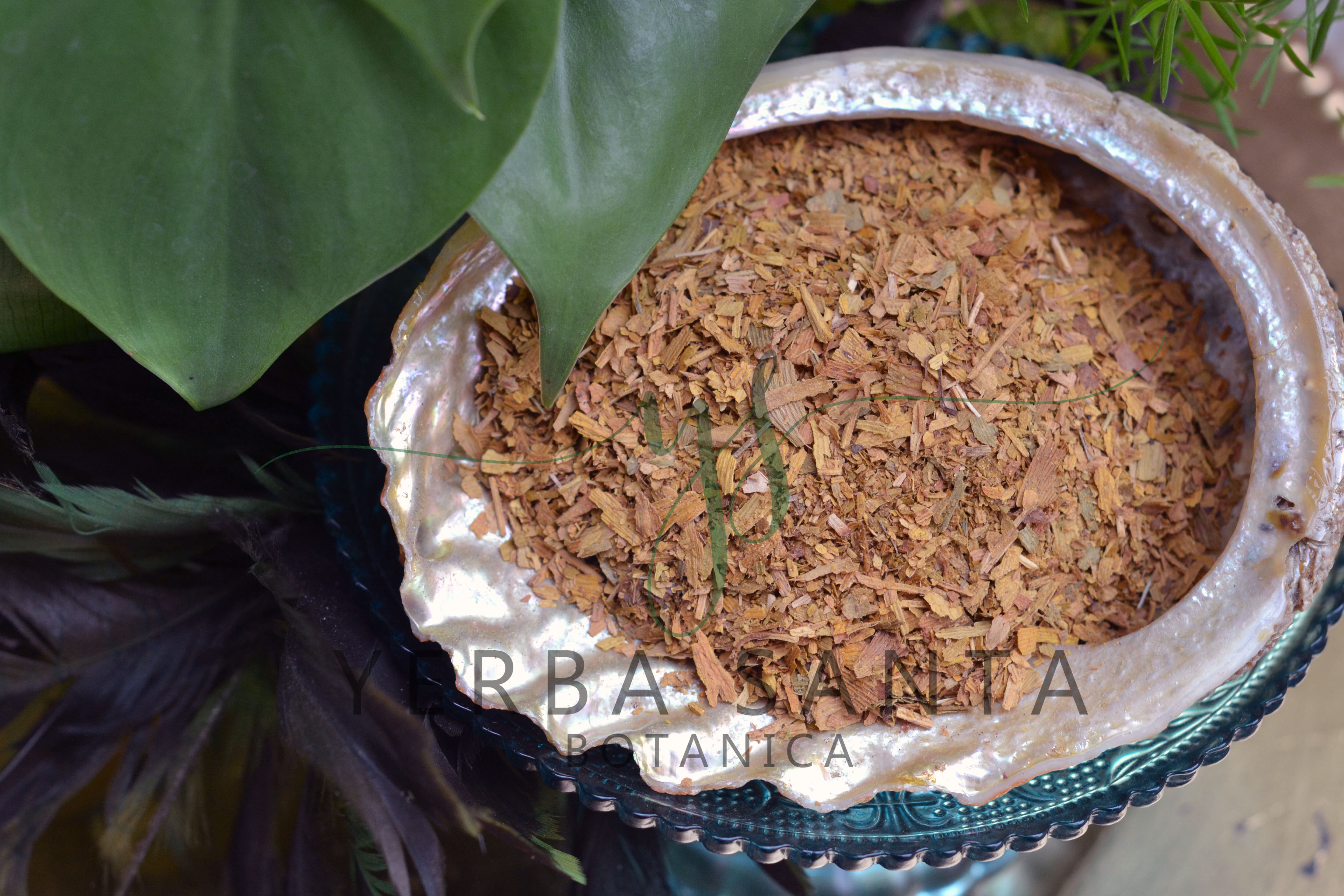 Fall Gold Ginkgo Leaf