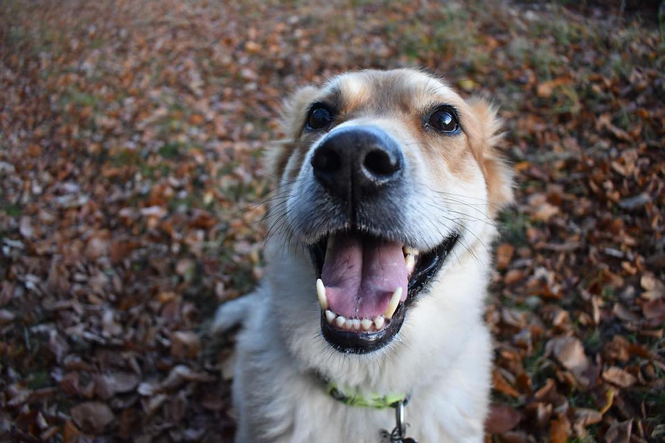 tia close up.jpg