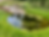 Wildlife pond & Stream