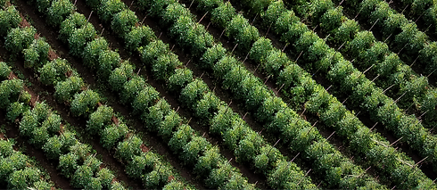 Vegetable Garden_edited.png
